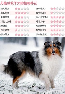 犬中大明星 优雅苏