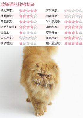 华丽王妃来袭 波斯猫选购指南