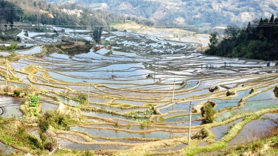 元阳梯田