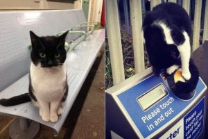 活久见：伦敦“车站猫”每天找乘客讨摸