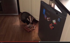 獾穿越猫洞开冰箱偷食物