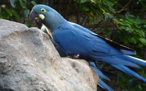 巴西首次人工繁殖靛蓝金刚鹦鹉成功