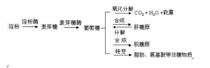 美国最流行的减