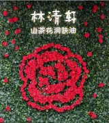 山茶花油延缓肌