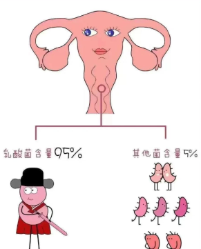 妇科炎症自查！Jarrow女性益生菌构筑私密健康屏障！